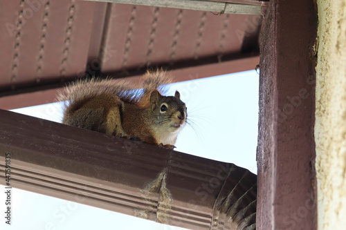 Closeup of a squirrel ontop of an eavestrough photo