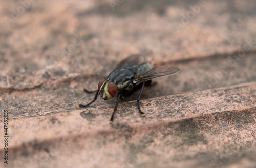 Macro photography of a big black fly with red eyes over a brick ground.