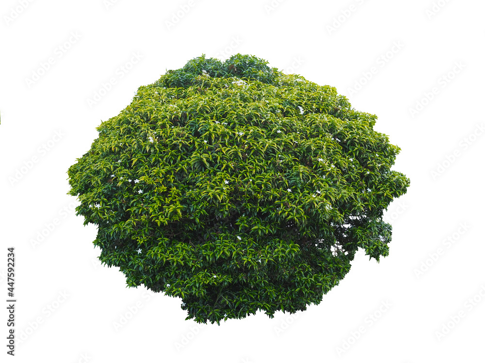 Fototapeta premium Bush isolated on white background,This has clipping path.