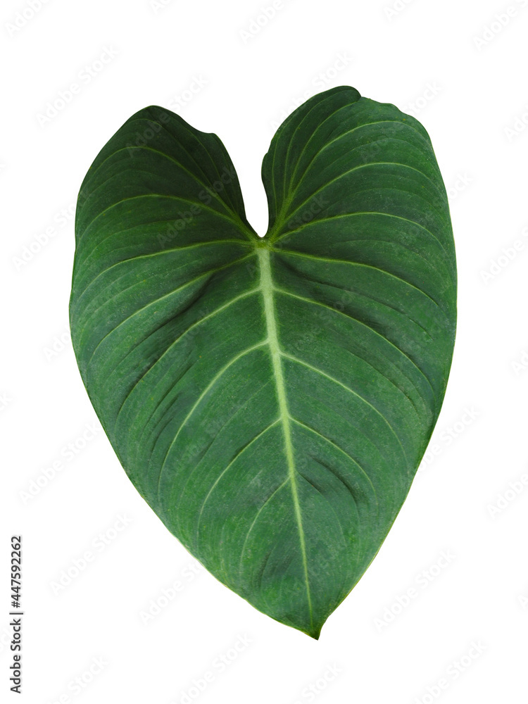 Obraz premium Real Philodendron gloriosum leaves on white background. tropical plants,Objects with Clipping Paths