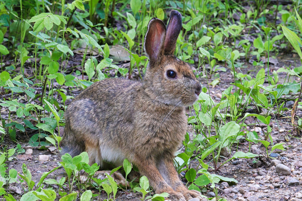 Fototapeta premium Closeup of a wild rabbit sitting alert