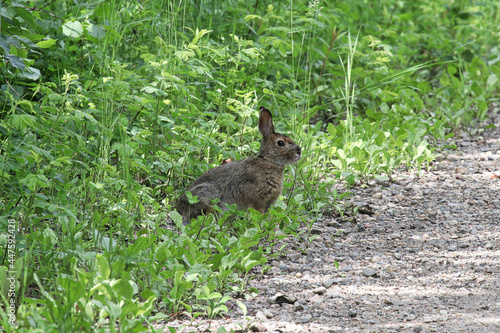 A rabbit sits at the side of a road in grass