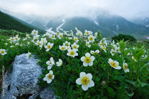 チングルマ。北アルプスのお花畑。Flower of Avens(Geum pentapetalum). Panoramic view of idyllic mountain scenery in the North Japan Alps with fresh green meadows in bloom photo