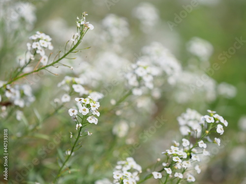 白いアリッサムの花 © Yoshihiro