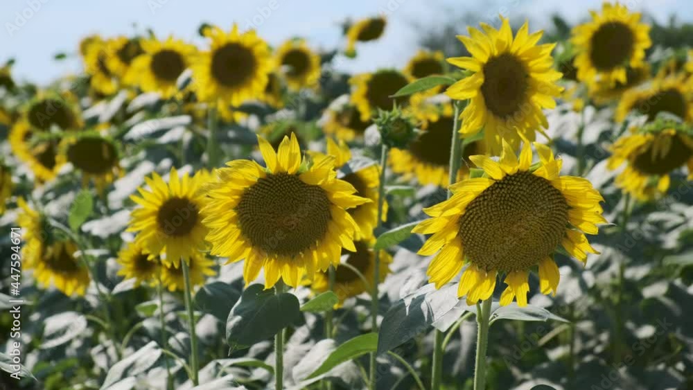 Beautiful sunflowers develop in very strong winds. field of bright yellow sunflowers, close view of several of them. Beautiful sunflowers develop in very strong winds. field of bright yellow sunflowers, close view of several of them.