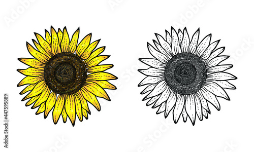 sunflower hand drawn with color and black white, flower vector, sunflower hand drawn, sunflower illustration