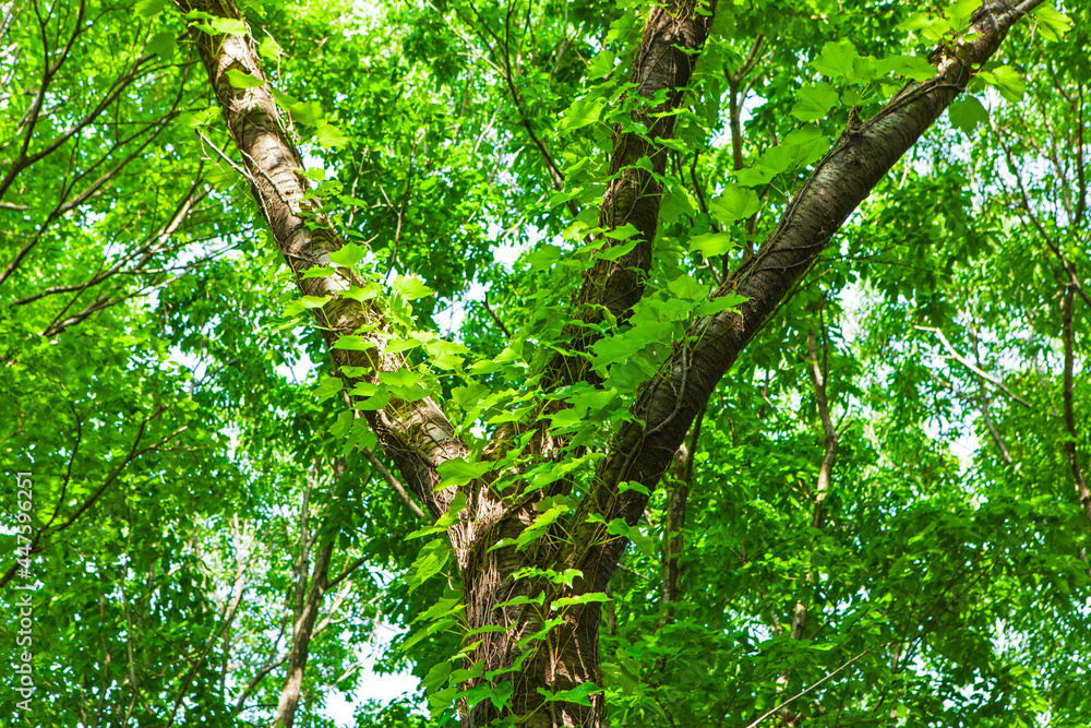 Obraz premium 新緑・グリーン