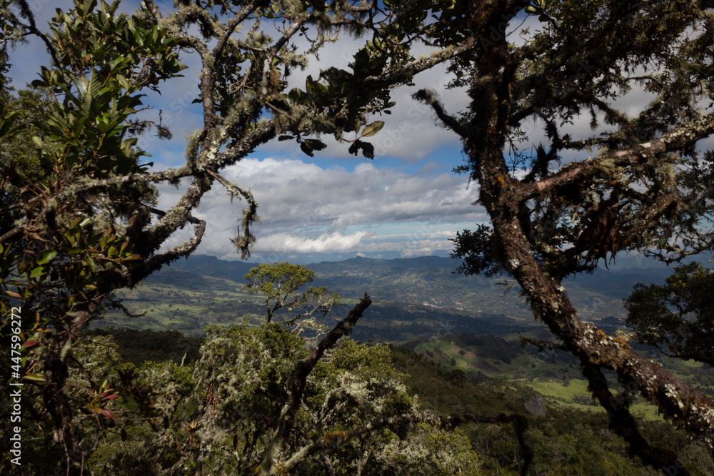 Stunning scene of colombian eastern mountains valley at midday in middle of an old branches framed