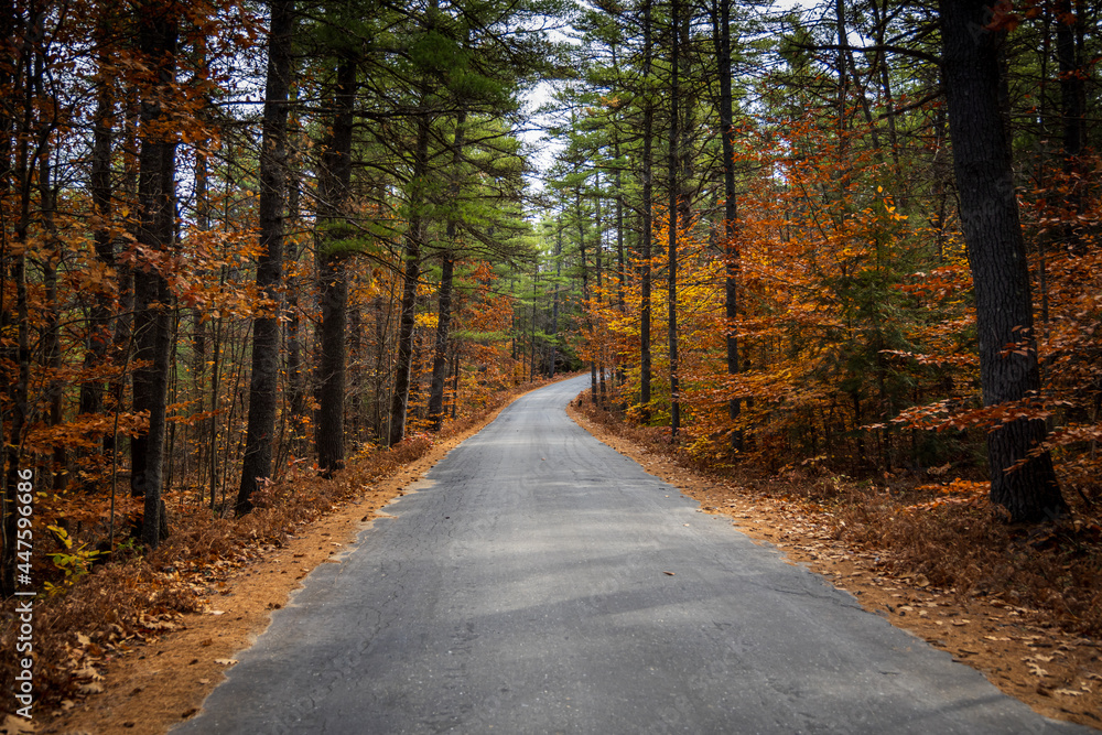 A gravel road through an autumn forest during the fall 