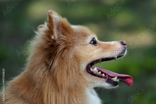 Cute dog on blurred background outdoors. Adorable pet © New Africa