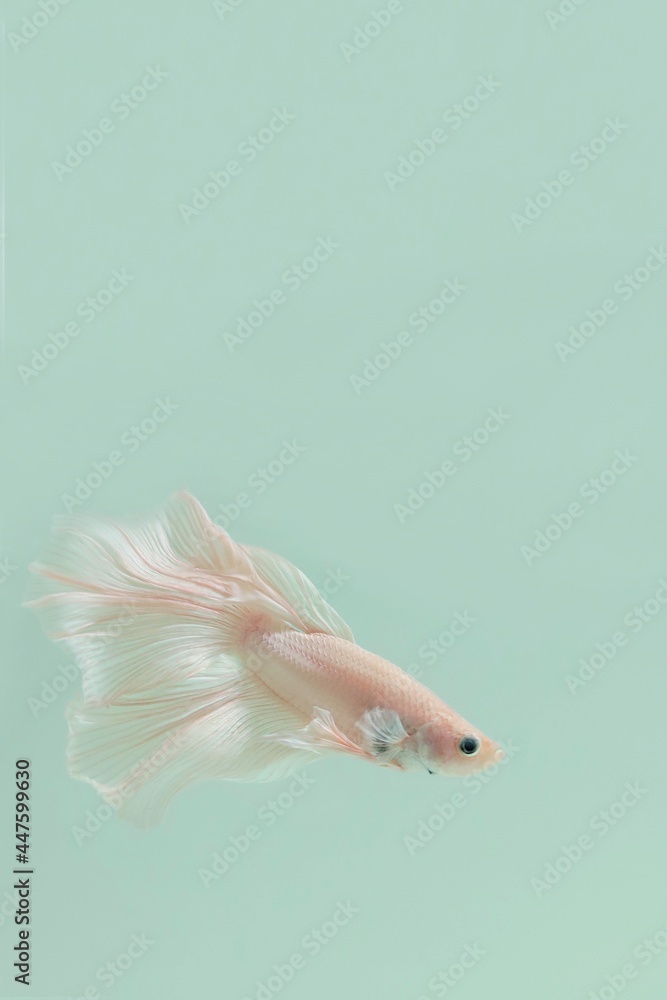 Fototapeta premium close up of a fish