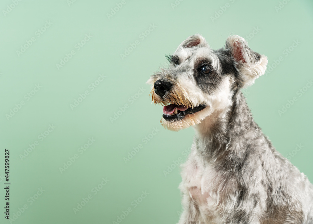 Miniature Schnauzer with upper body on green background.