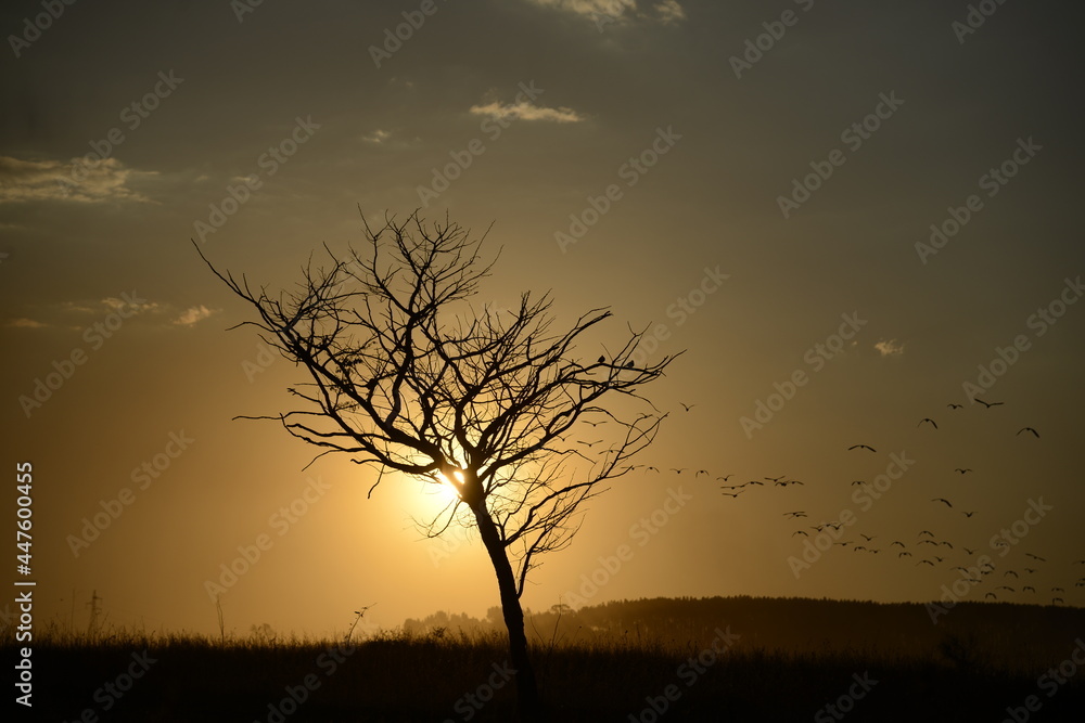 Sky, sunset and birds