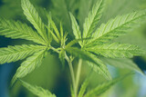 Cannabis leaf, Marijuana leaves cannabis plant tree growing on farm, Hemp leaf for extract medical healthcare nature