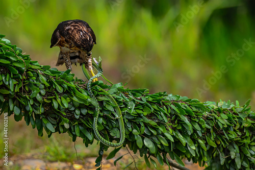 This Brown Crested Serpent Eagle with scientific name of Spilornis Cheela successfully outperformed it prey with its talon before give deadly final attack.