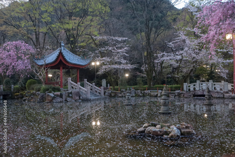 Obraz premium 岐阜公園の中華風庭園、早朝の桜風景