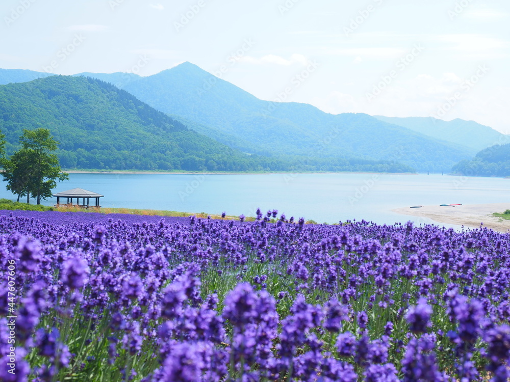 北海道の絶景 南富良野町かなやま湖ラベンダー園