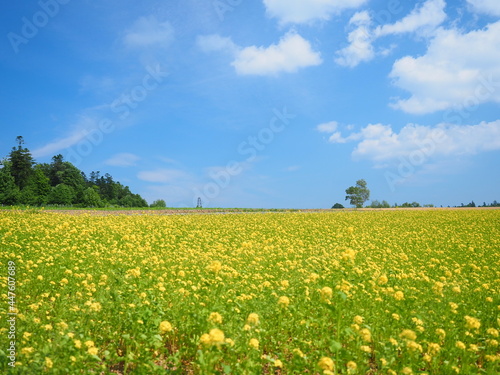 北海道の絶景 富良野麓郷展望台 キカラシ畑