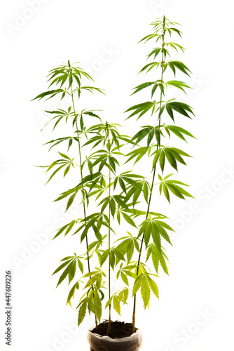 cannabis plant green on white background