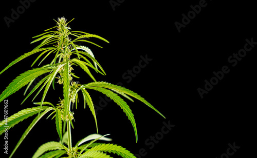 Cannabis or marijuana plant leaves. Medicinal and antidepressant medicinal plant marijuana