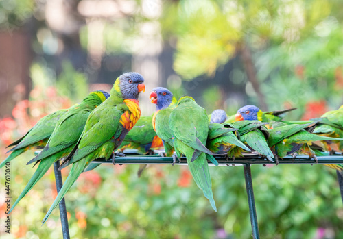 Group of colourful lorikeets in Australia feeding while one lorikeet looks up with bokeh colourful background setting photo