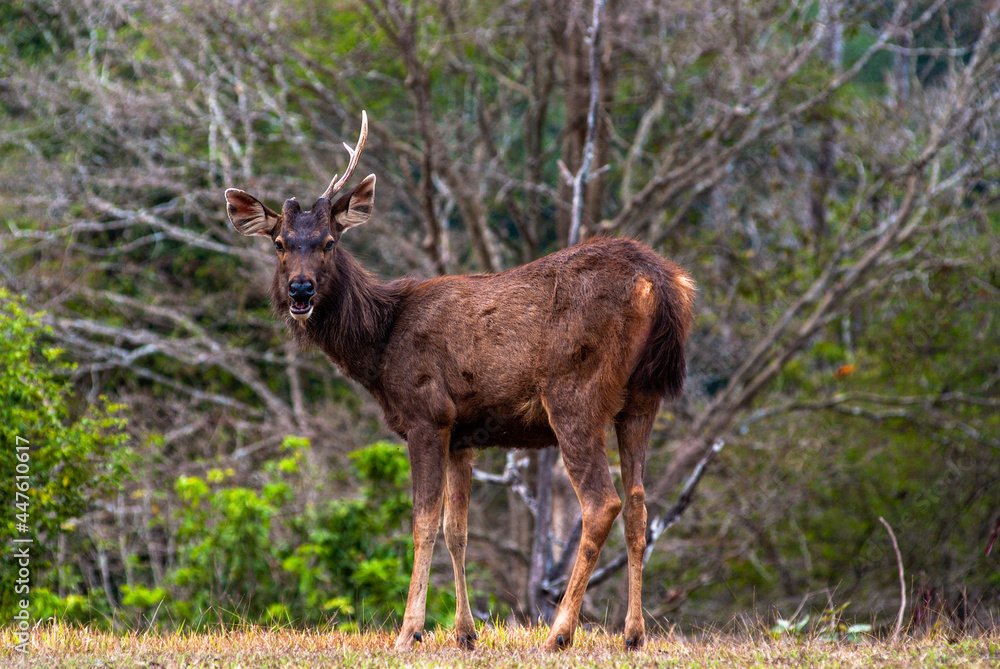 Obraz premium A deer in the forest