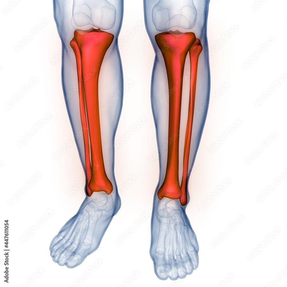 Human Skeleton System Tibia and Fibula Bone Joints Anatomy Stock ...