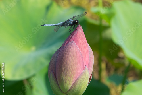 蓮の蕾で、羽を休めるシオカラトンボの風景