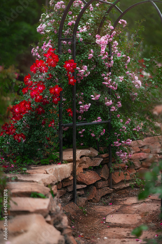 Beautiful garden with blooming rose bushes in summer