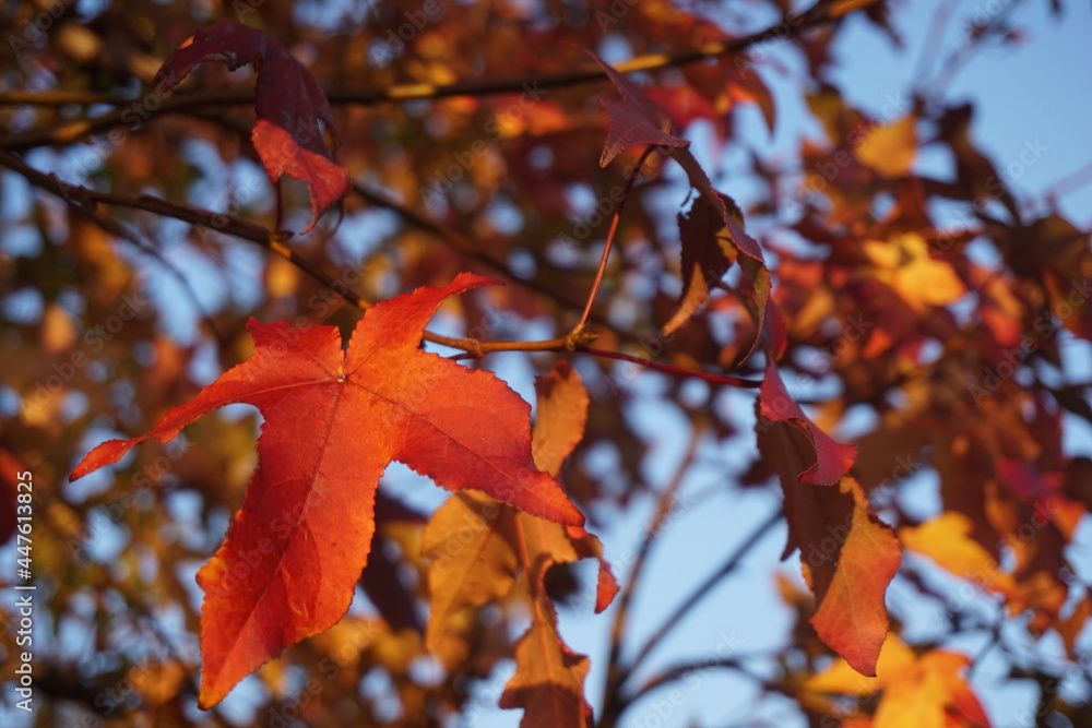 Fototapeta premium 紅葉