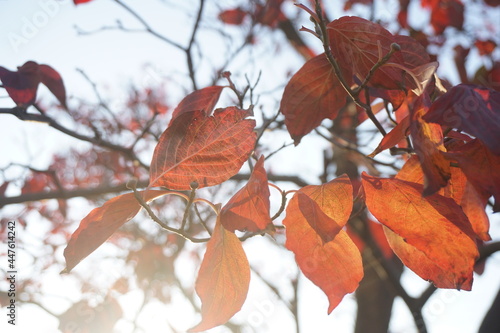 紅葉