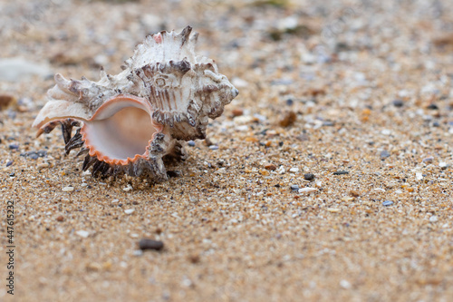 seashell on the beach