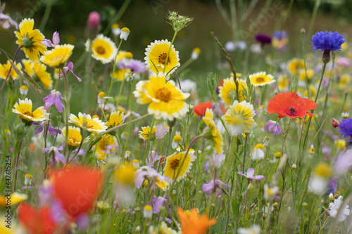 wild flowers 