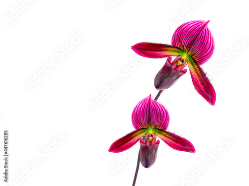 Lady Slipper orchid