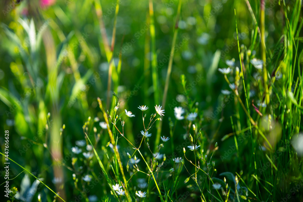 Closeup of white flowers on blurred green background. Ecology cover page concept. Closeup of white flowers on blurred green background. Ecology cover page concept.