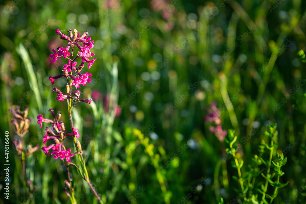 Meadow with pink, yellow, violet flowers. Nature blurred background. Meadow with pink, yellow, violet flowers. Nature blurred background.