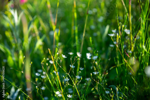 Closeup of white flowers on blurred green background. Ecology cover page concept.