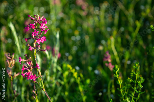 Meadow with pink, yellow, violet flowers. Nature blurred background.