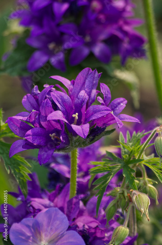 Purple Flowers blooming in a Garden