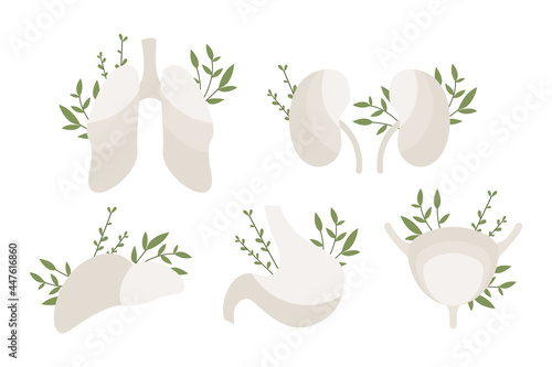 Internal organs with leaves: kidneys, liver, lungs, stomach, bladder. Homeopathy, naturopathy, ethnoscience. Treatment with folk remedies, herb. Alternative medicine. Vector flat cartoon illustration