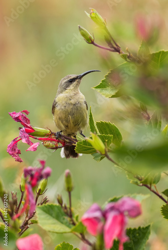 Tacazze Sunbird - Nectarinia tacazze, beautiful colored perching bird from African bushes and woodlands, Gondor, Ethiopia. photo