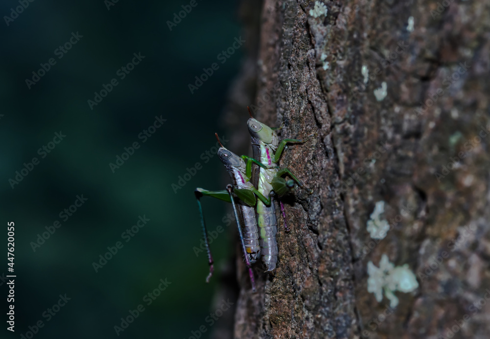 Melanoplus Grasshopper Mating Evening Time in Northern Malawi South Africa Melanoplus Grasshopper Mating Evening Time in Northern Malawi South Africa