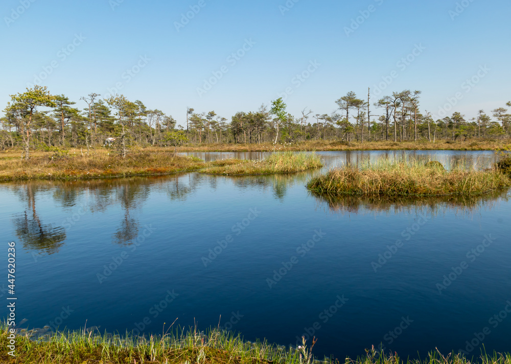 swamp landscape with blue sky and water, traditional swamp plants, mosses and trees, bog in summer