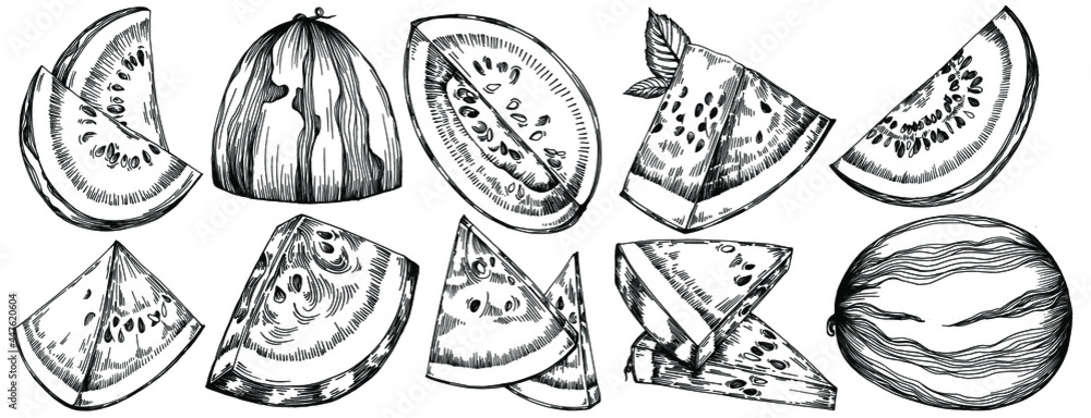 Watermelon sketch vector drawing. Isolated hand drawn berry on white background. Summer berry engraved style illustration. Decoration for food packaging. Watermelon sketch vector drawing. Isolated hand drawn berry on white background. Summer berry engraved style illustration. Decoration for food packaging.