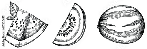 Watermelon sketch vector drawing. Isolated hand drawn berry on white background. Summer berry engraved style illustration. Decoration for food packaging.
