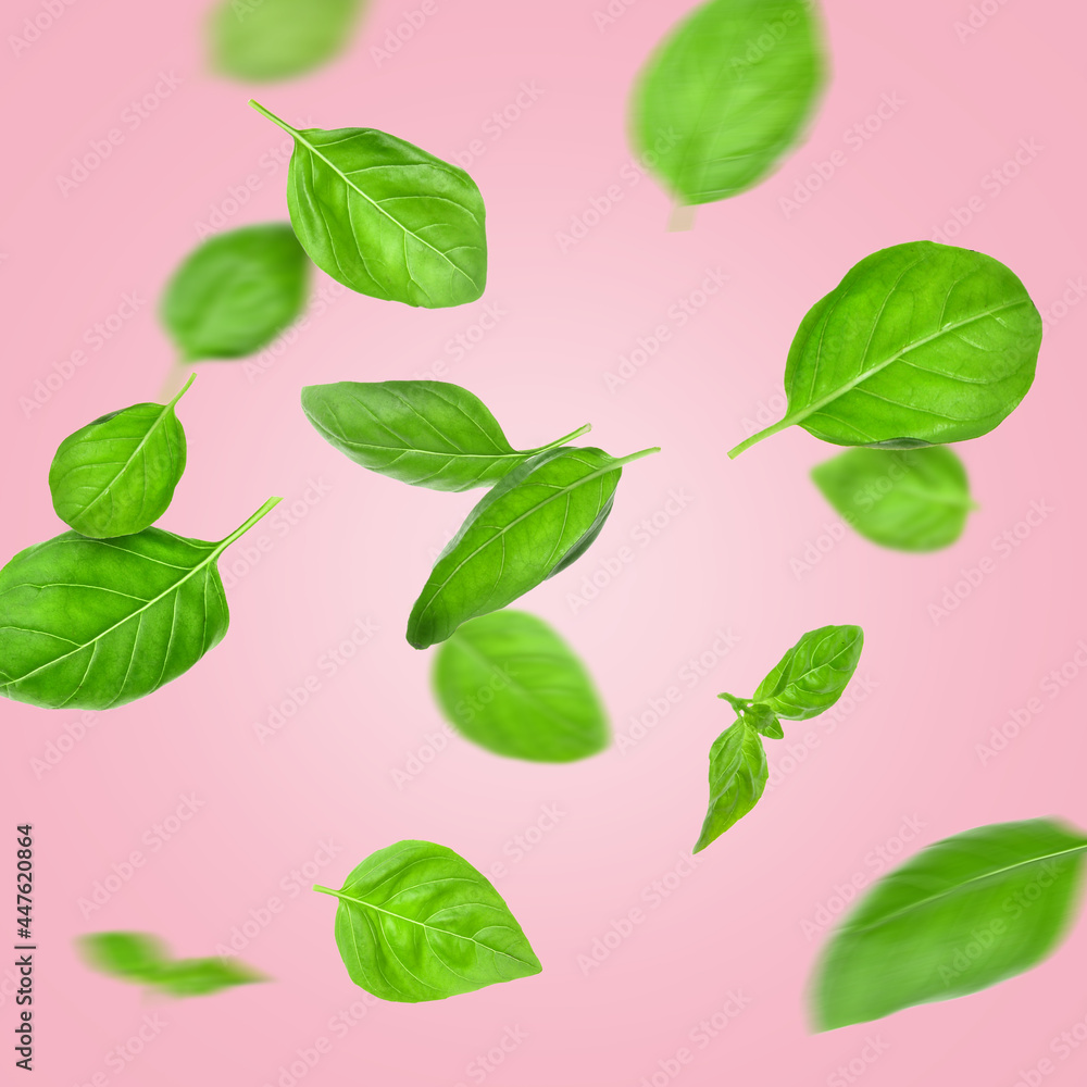 Fototapeta premium Flying basil leaves on color background