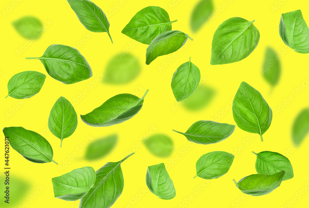 Flying basil leaves on color background Flying basil leaves on color background