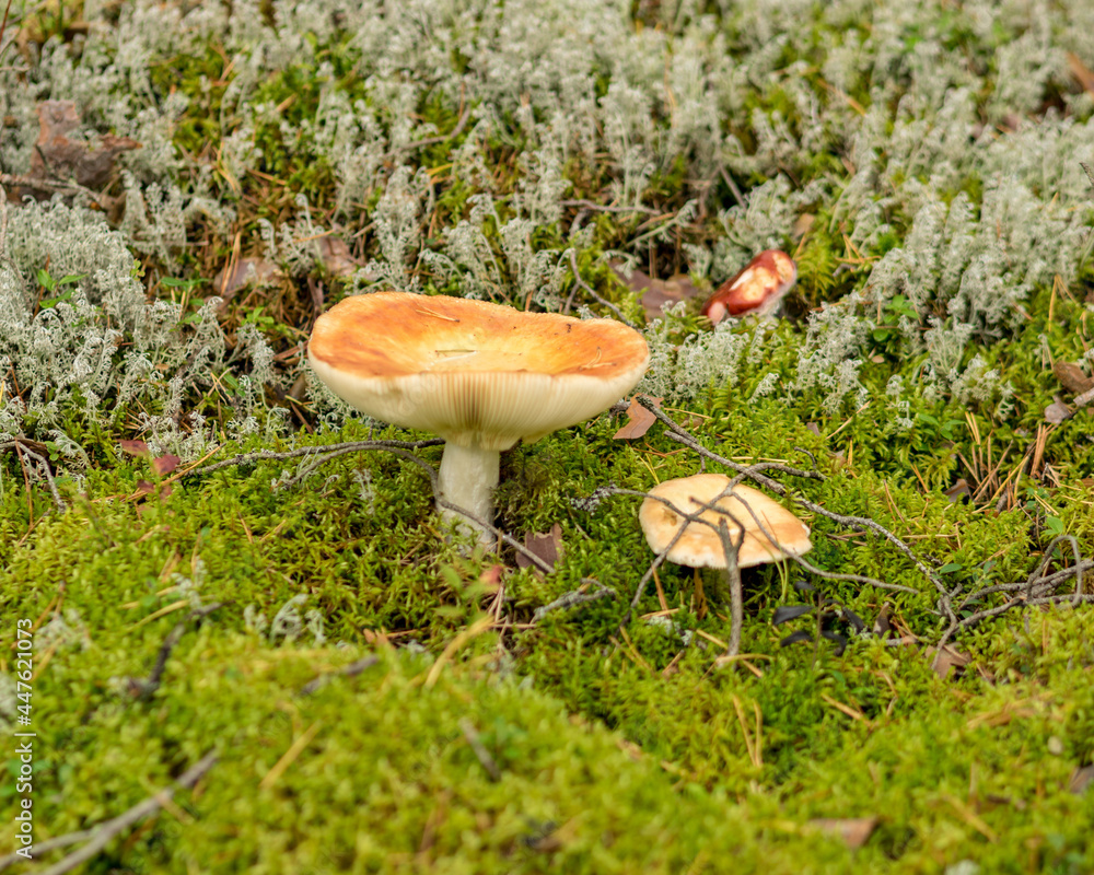 Fototapeta premium natural forest background, wild mushroom in the forest, traditional forest background with grass, moss, lichens and dry branches, autumn forest texture
