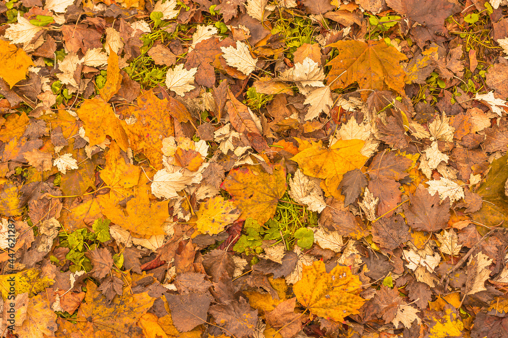 autumn leaves background