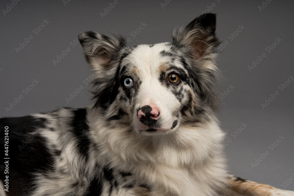 A closeup shot of a spotted border collie dog with heterochromia eyes